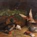 Mallards and Pigeons